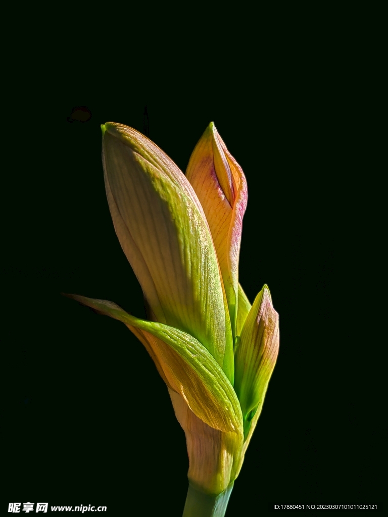 花蕾