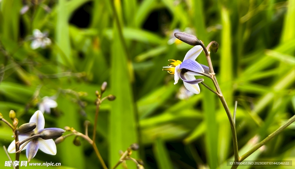 山菅