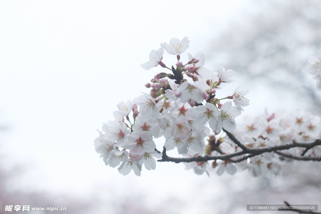 樱花