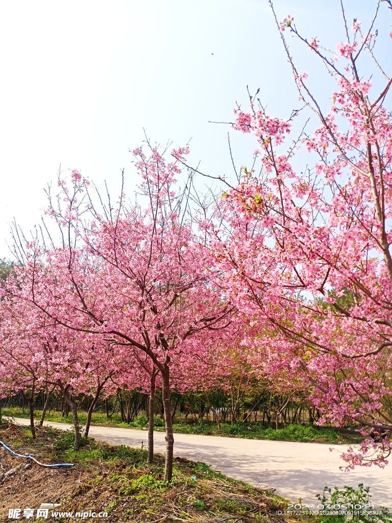 樱花