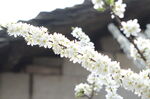 梨花