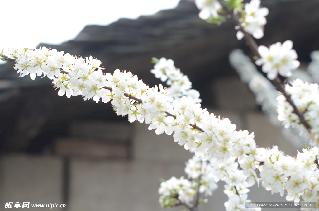 梨花