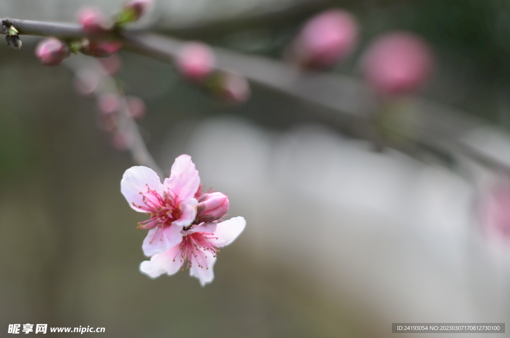 桃花