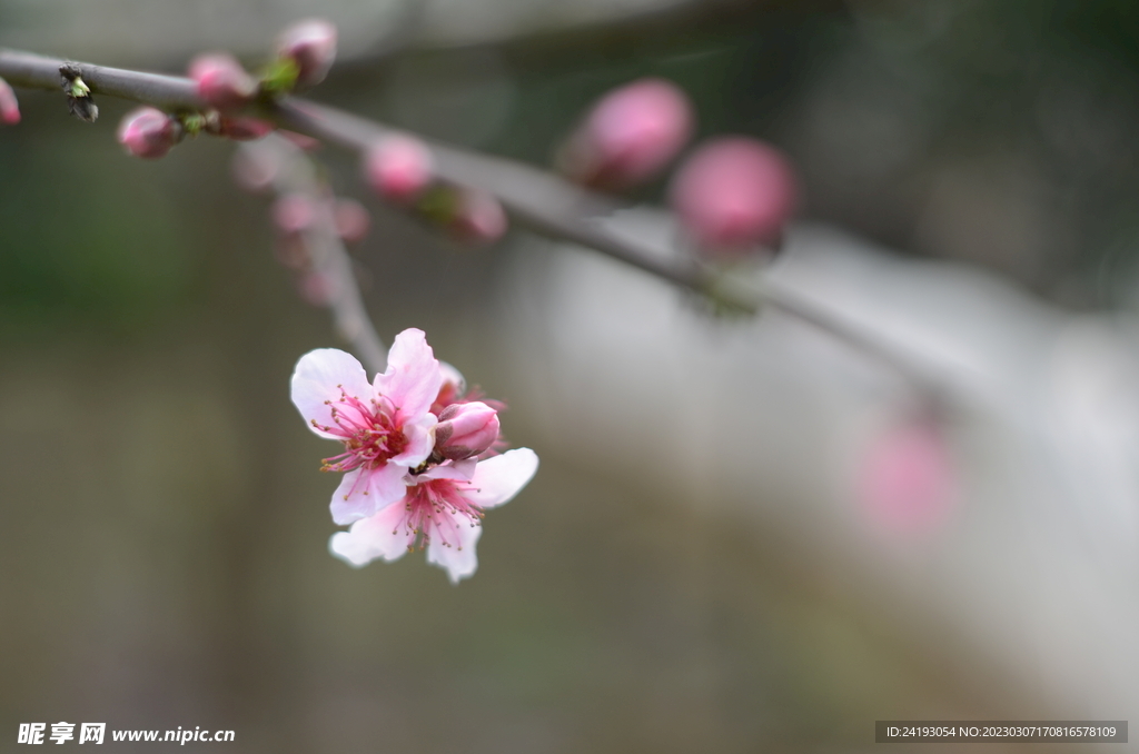 桃花