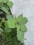 野生白花菜