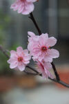 梅花
