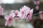 梅花