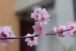 梅花