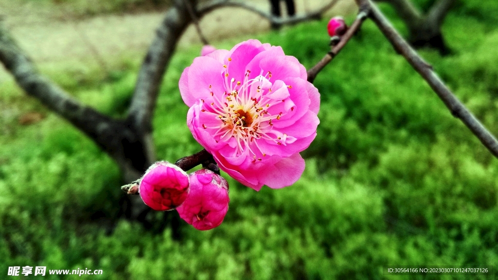 桃花