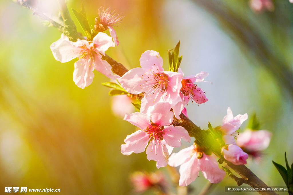 桃花