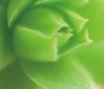 植物