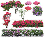 草丛 灌木 花 地被图片