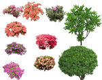 草丛 灌木 花 地被图片