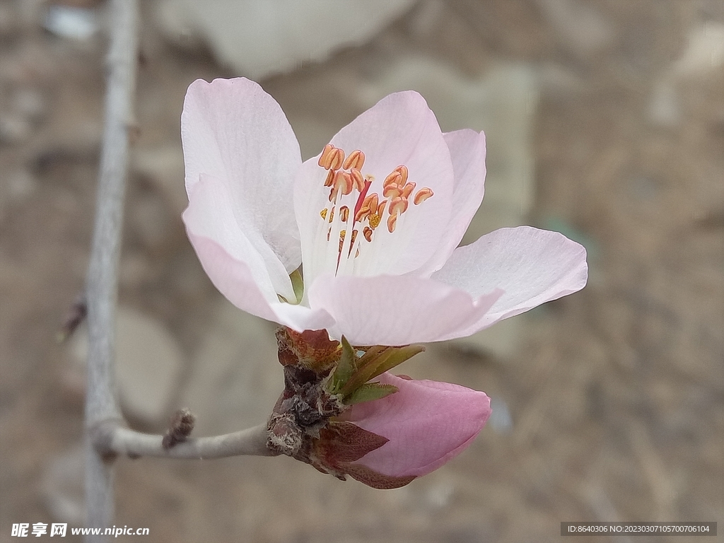 桃花