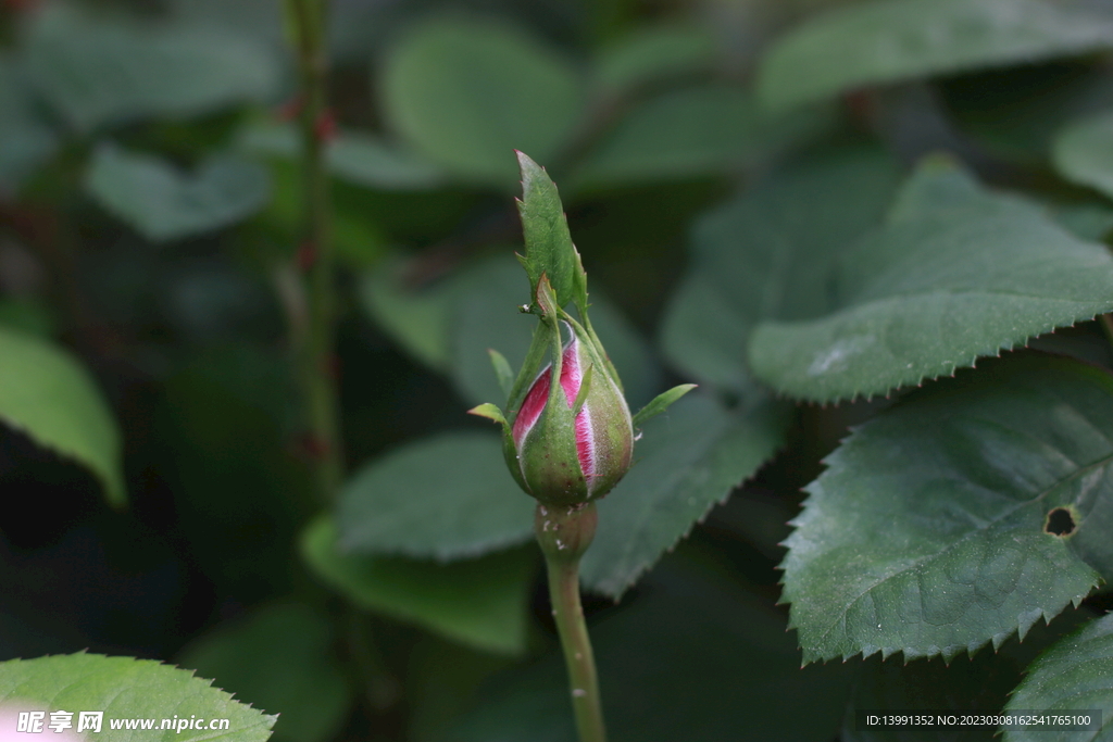 花蕾