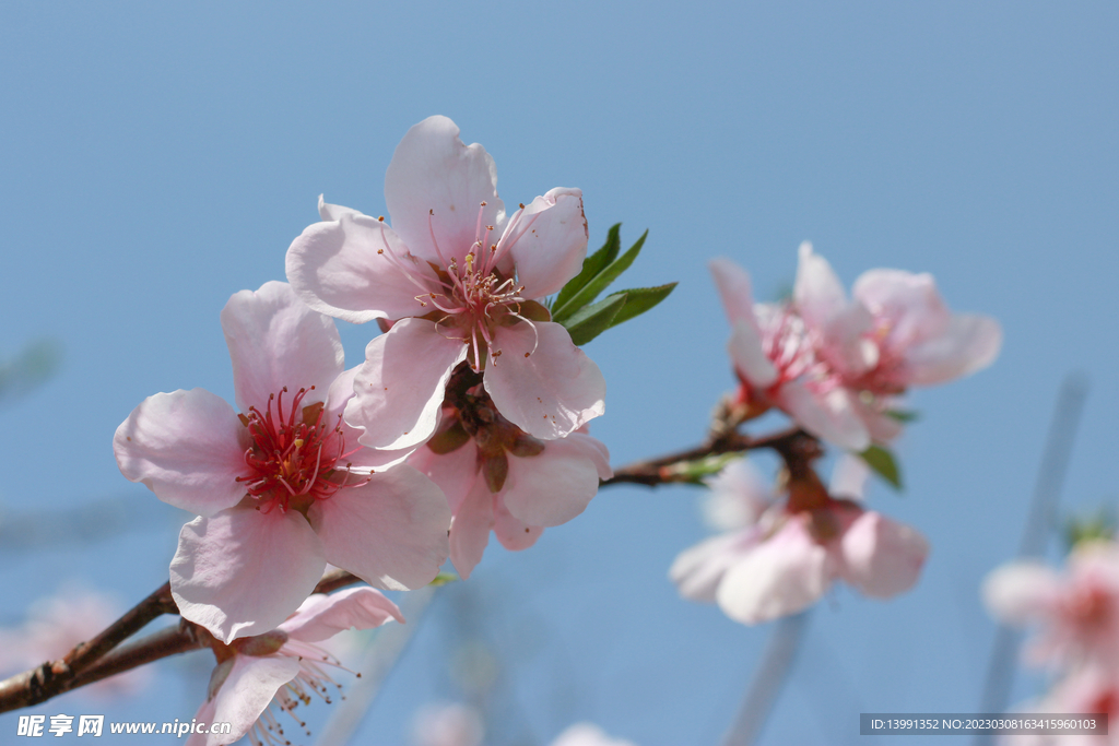 桃花