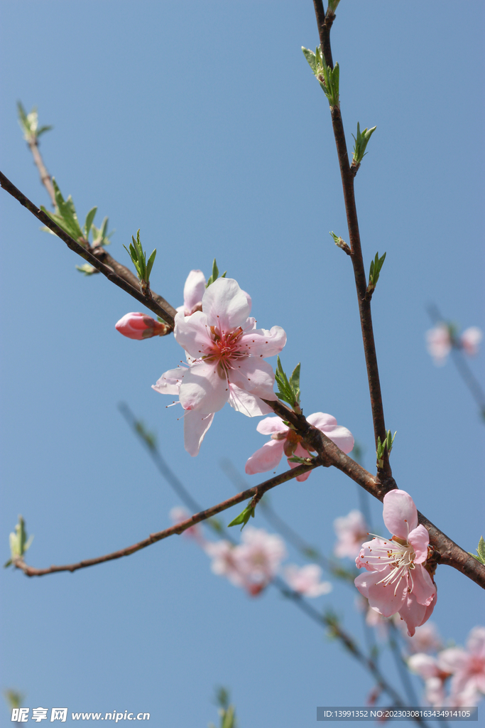 桃花