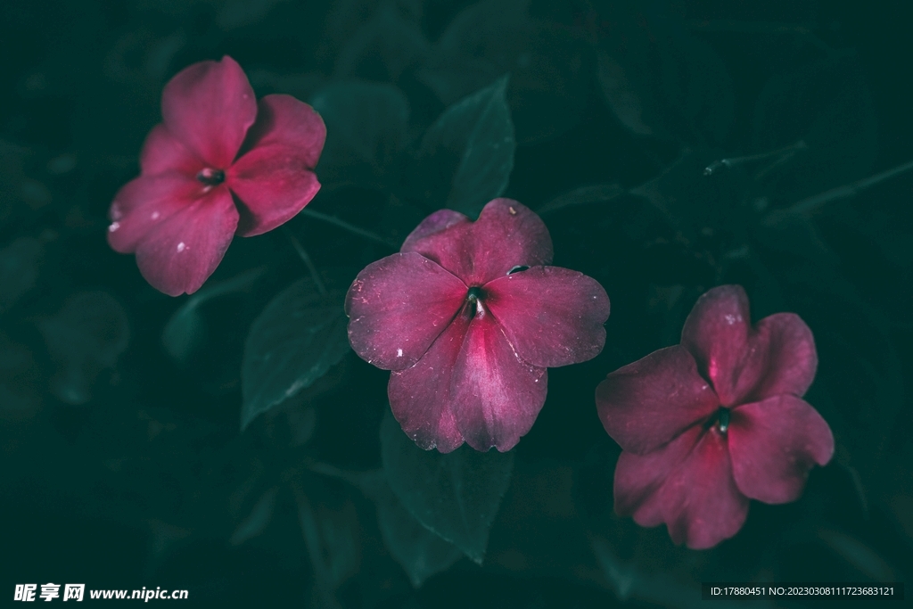 凤仙花