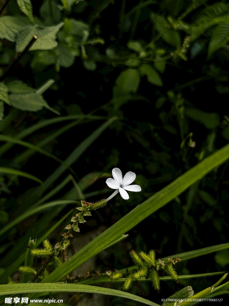 白花丹