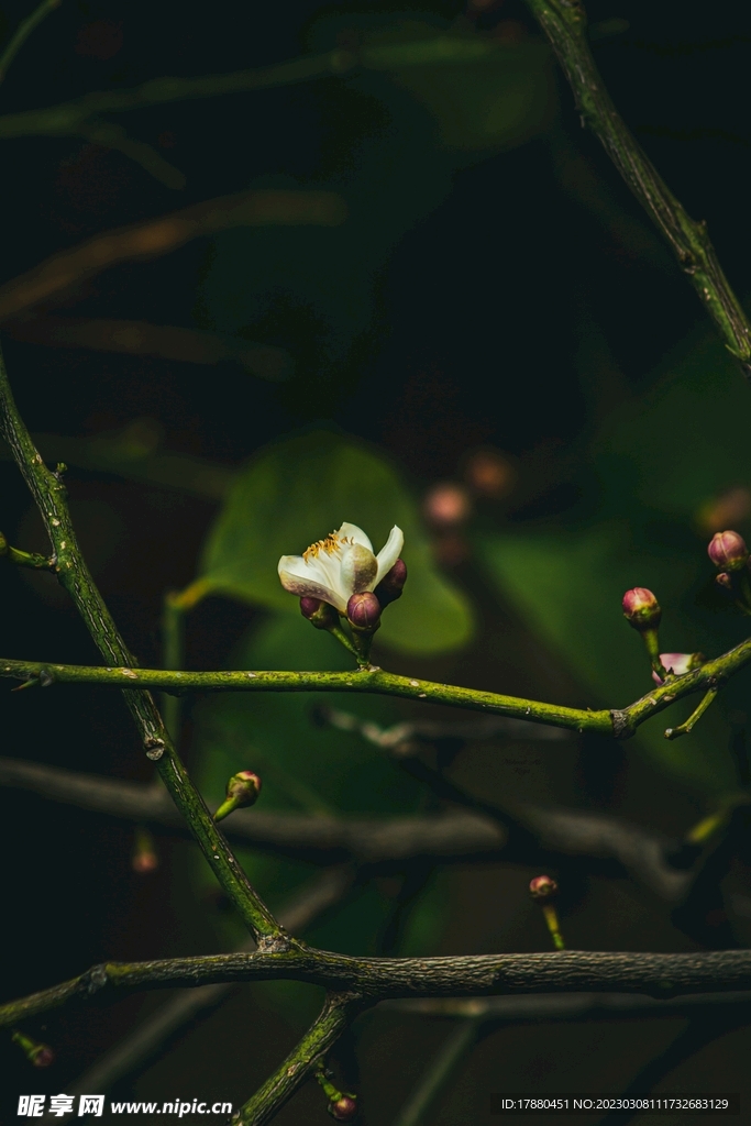 花枝
