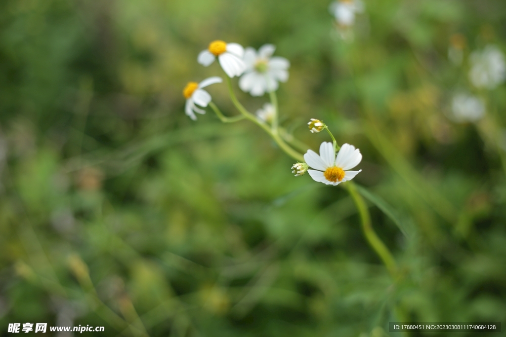 雏菊