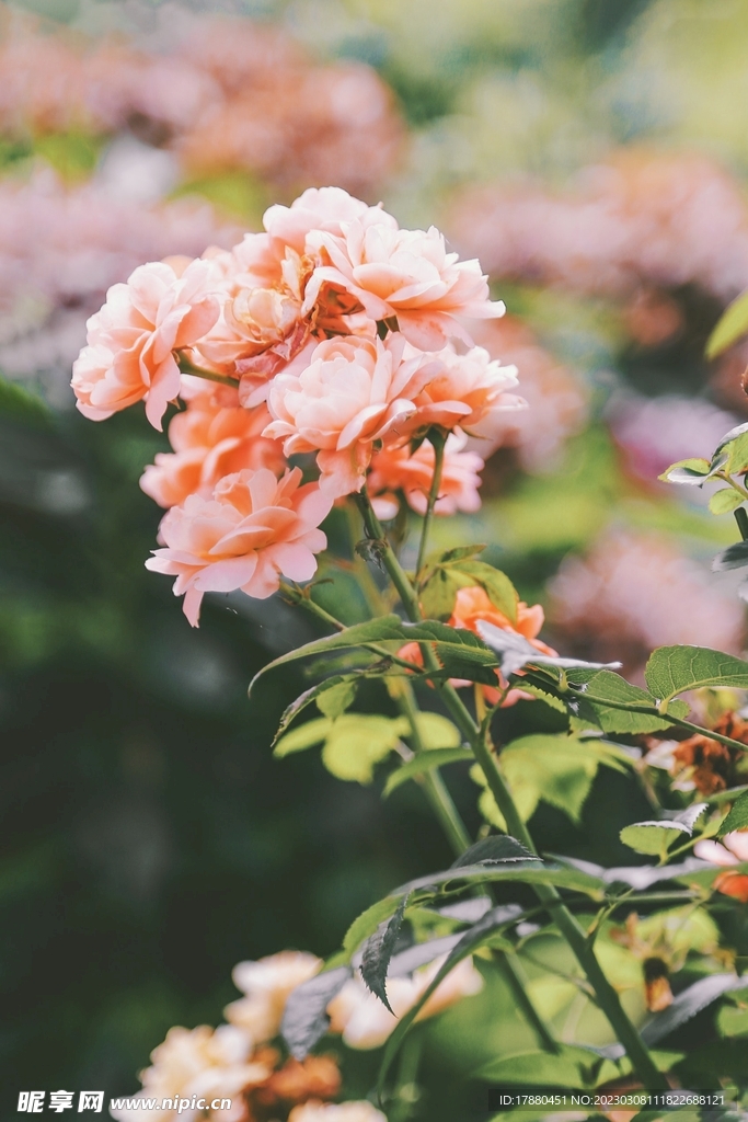月季花