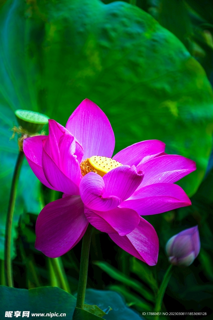 荷花