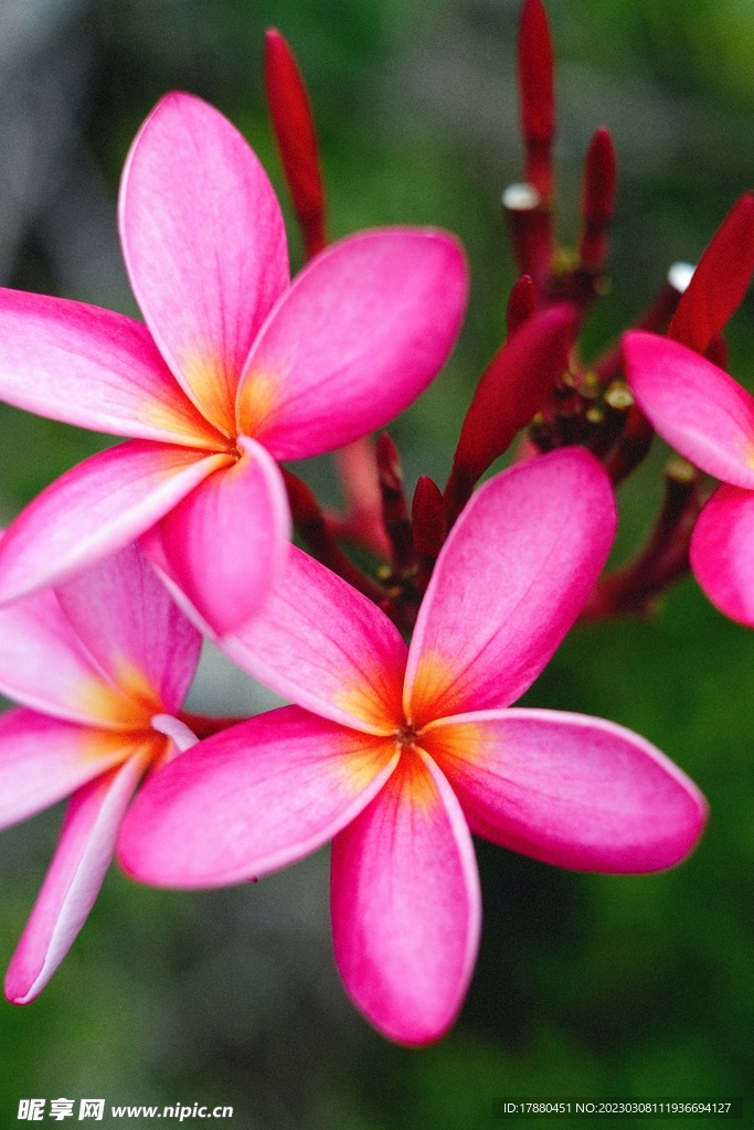 红鸡蛋花