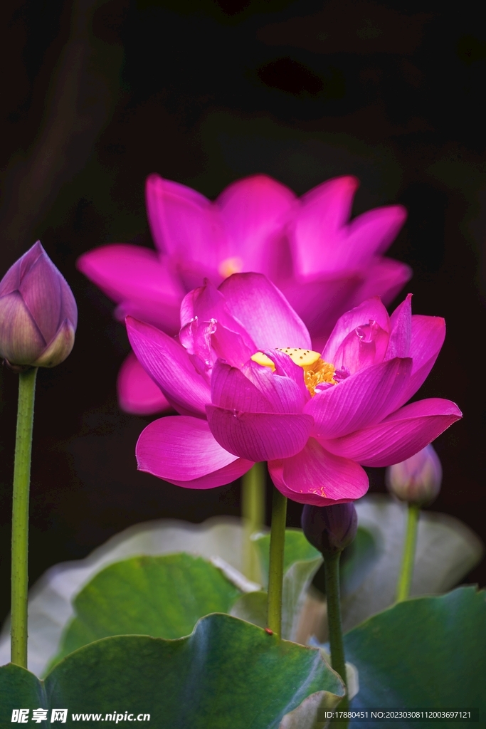 荷花