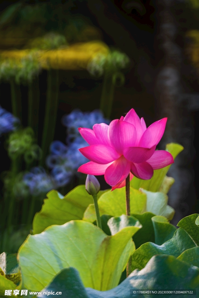 荷花