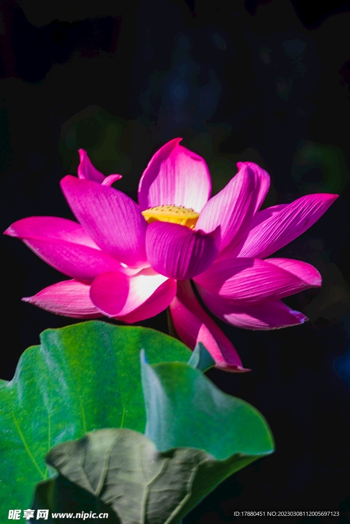 荷花
