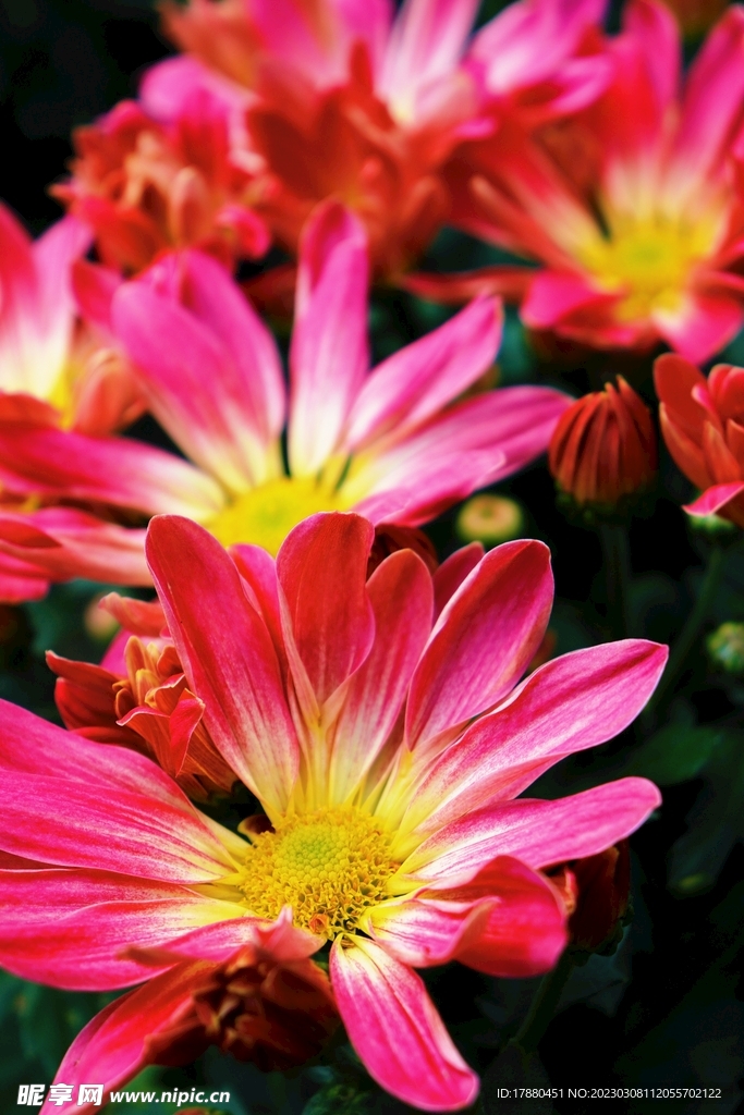 菊花