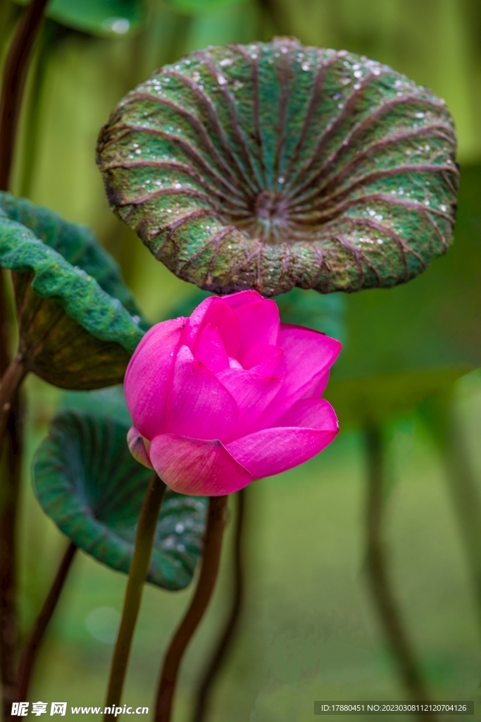 荷花