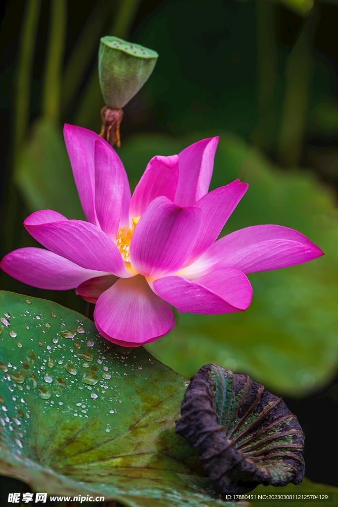 荷花