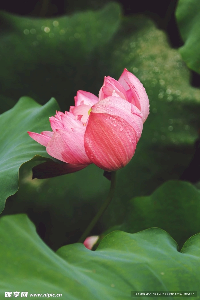 荷花