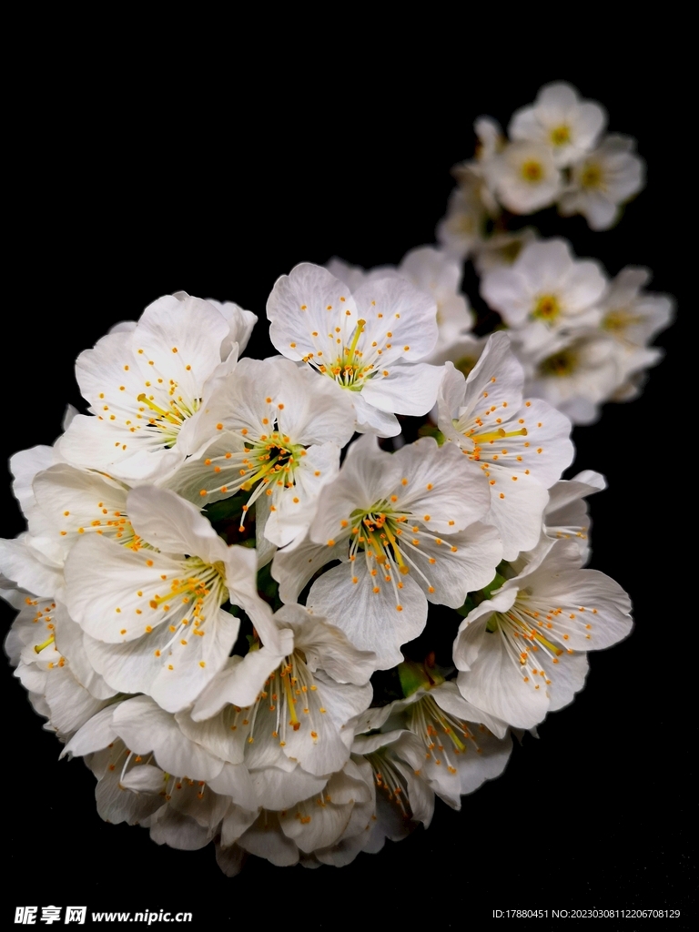 樱桃花