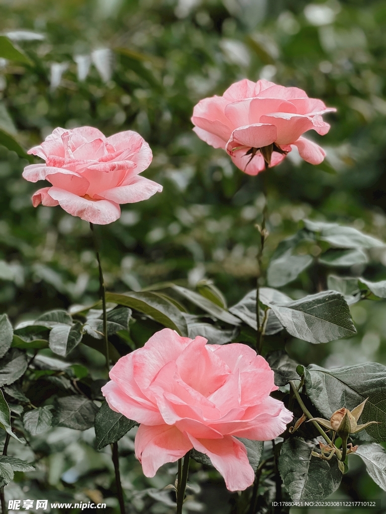 月季花