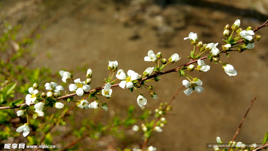 春天白色的花枝花朵