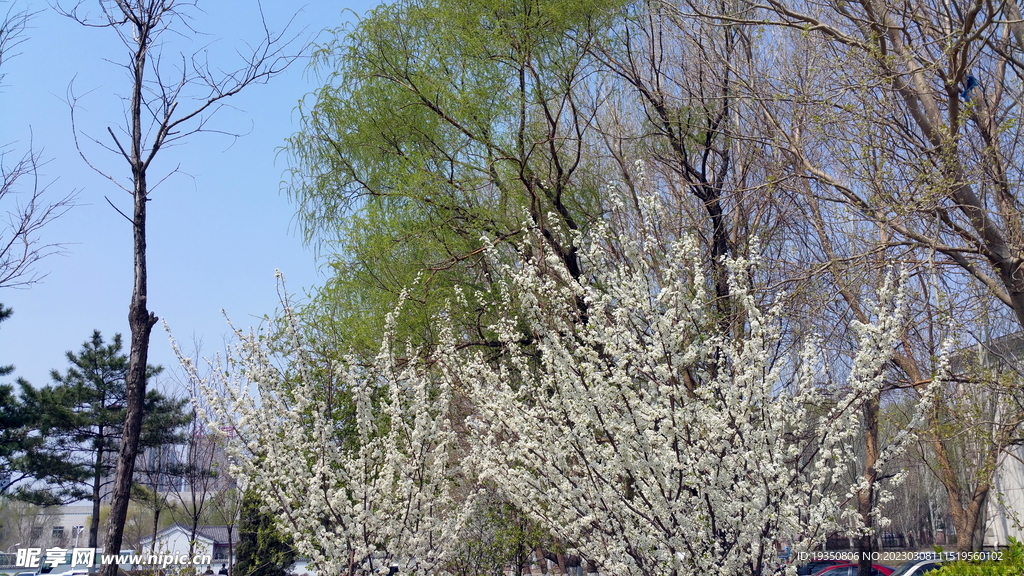 春天的梨花和柳树