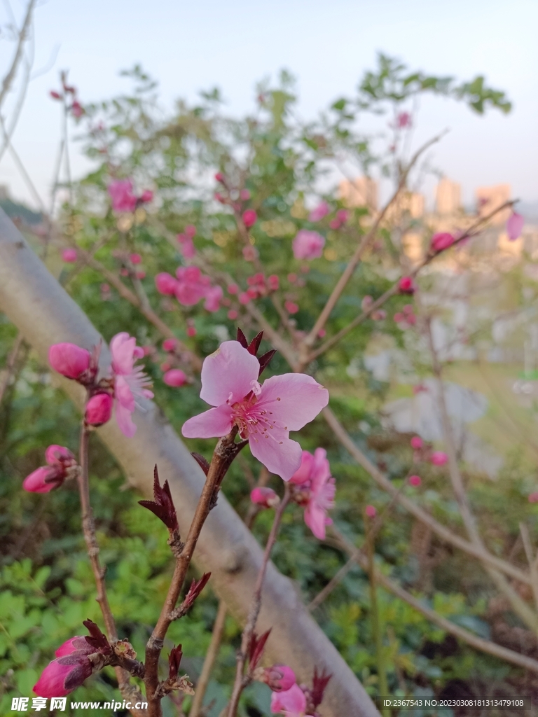 花中城市