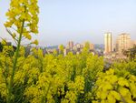 油菜花风景