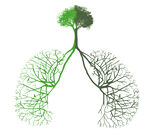 绿色之肺