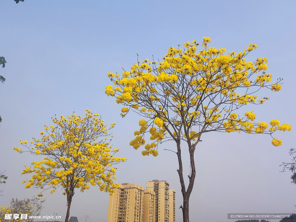 黄花风铃