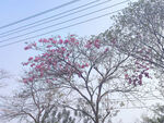 树花风景