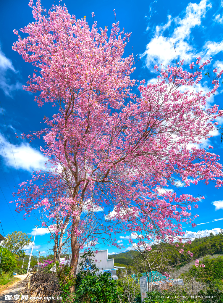 桃花