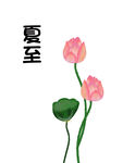 菡萏荷花