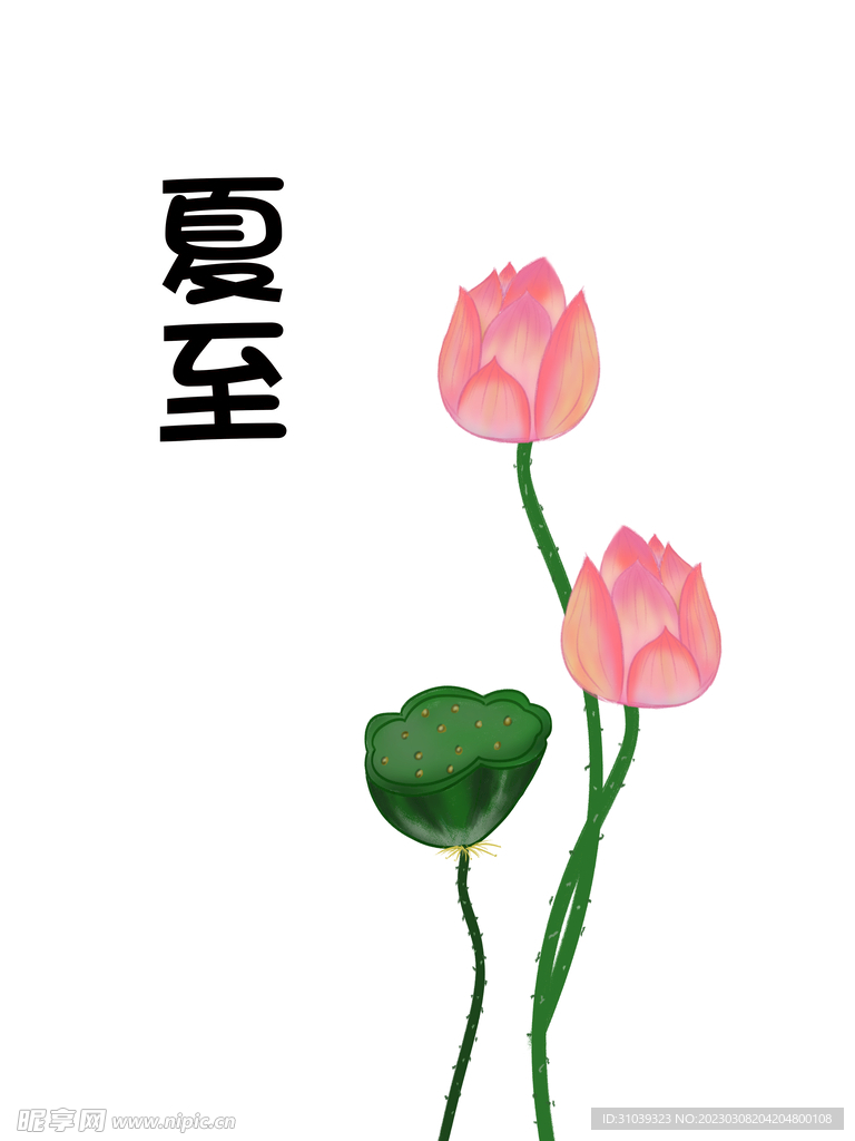 菡萏荷花