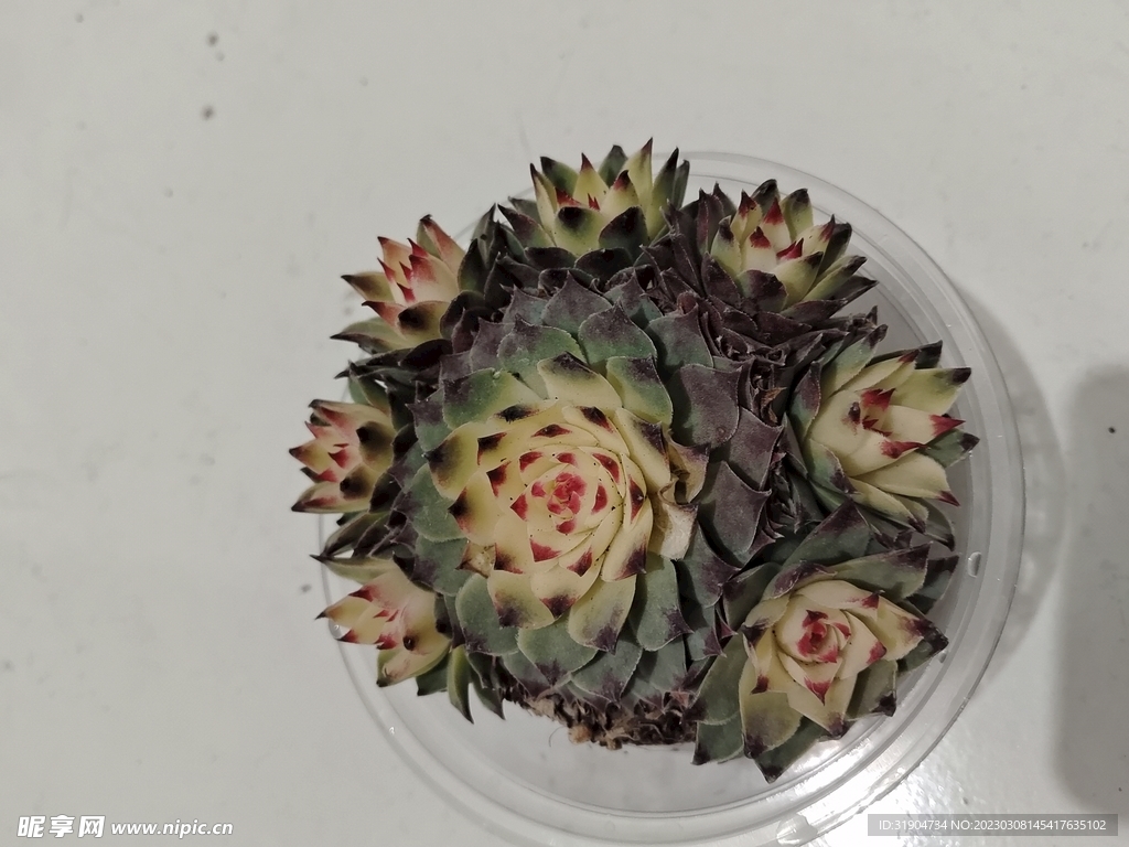 花3