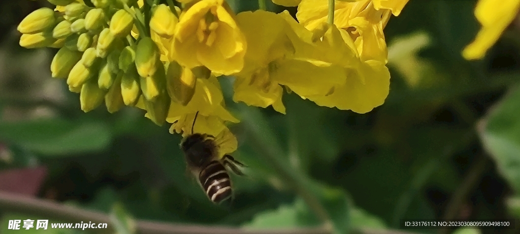 油菜花