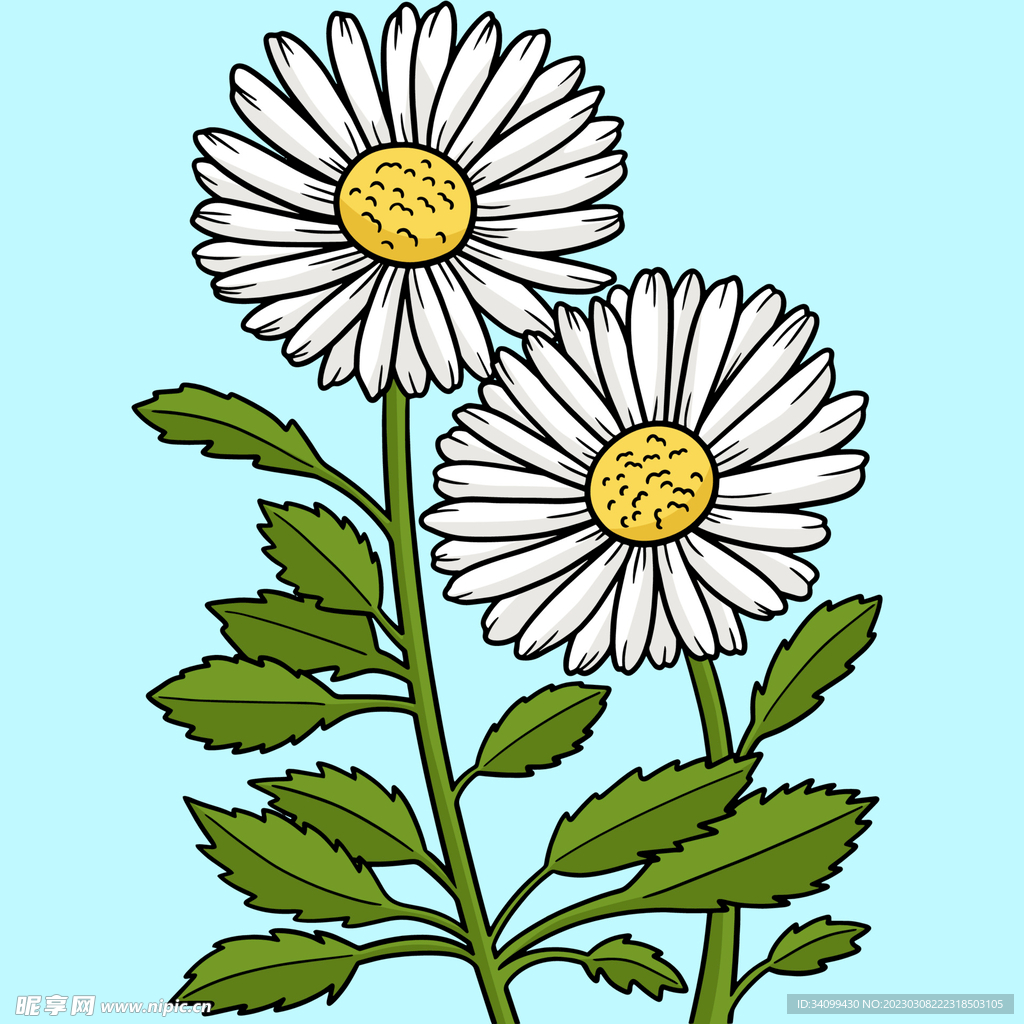 卡通雏菊